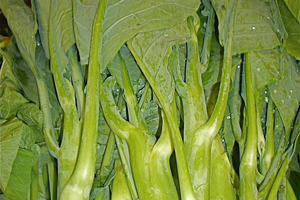 Imagen de alta calidad para Gai Lan (Brócoli chino).