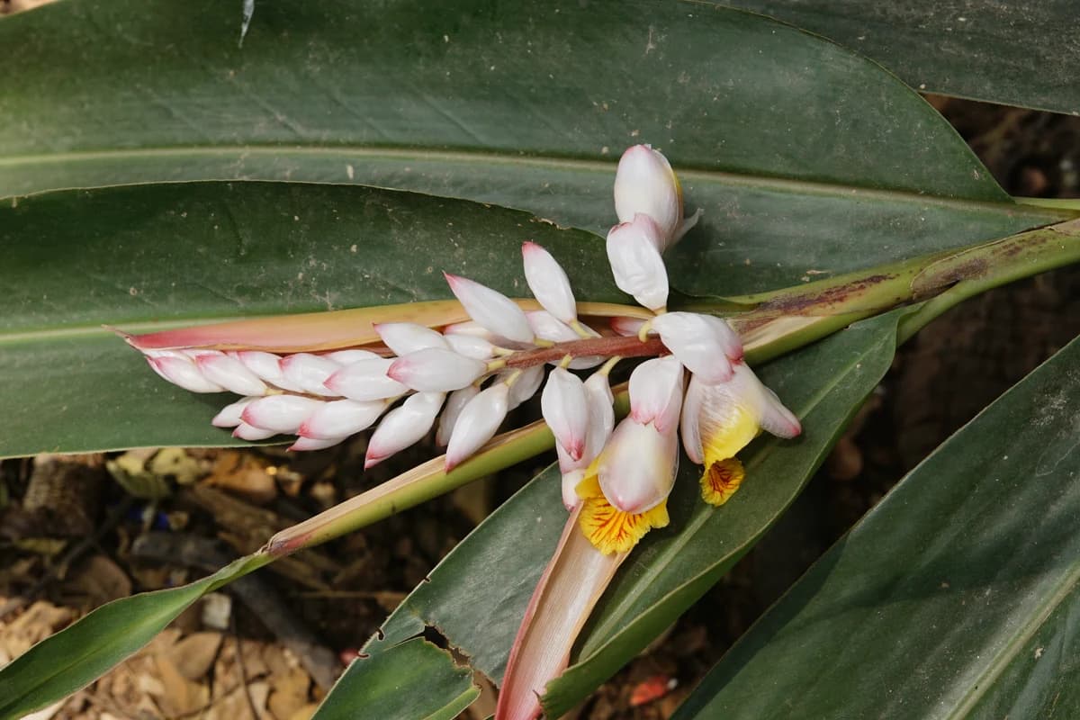 Galangal image