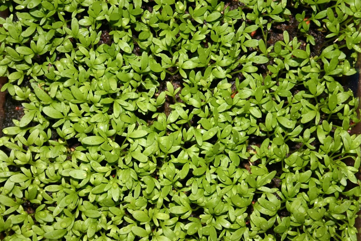 Garden Cress Microgreens ready for harvest.