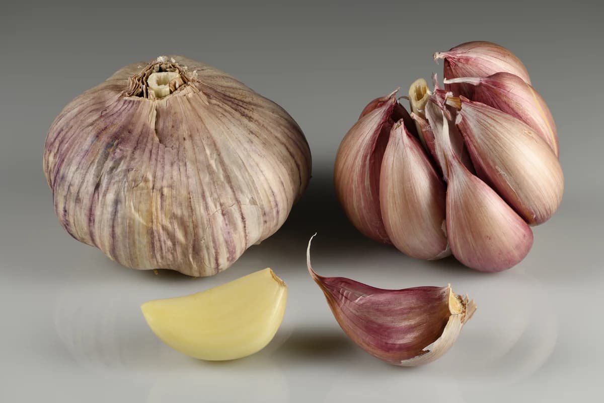Garlic image