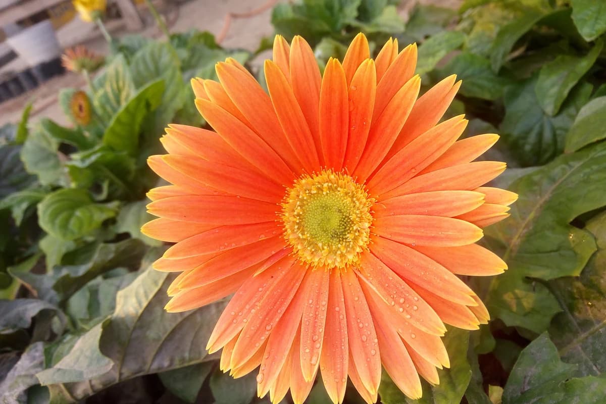 Gerbera Daisy image
