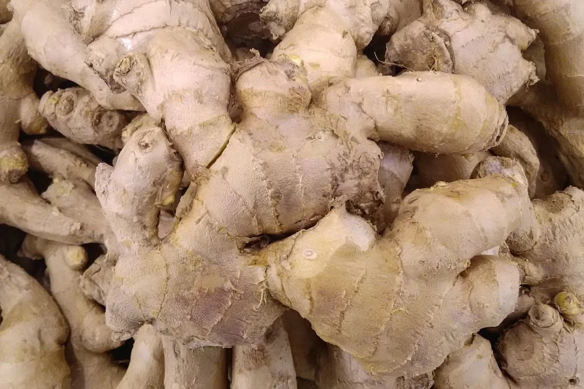 Freshly harvested ginger rhizomes with shoots