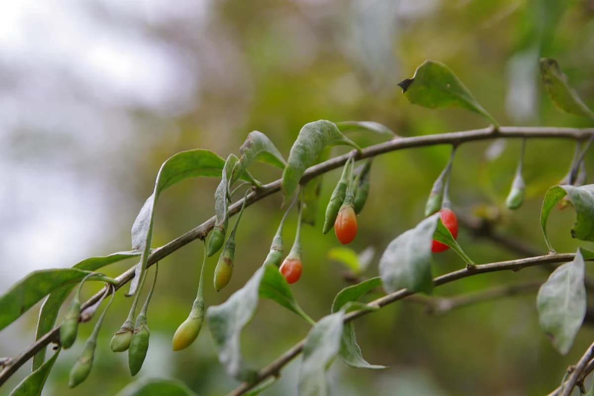 Goji Berry image