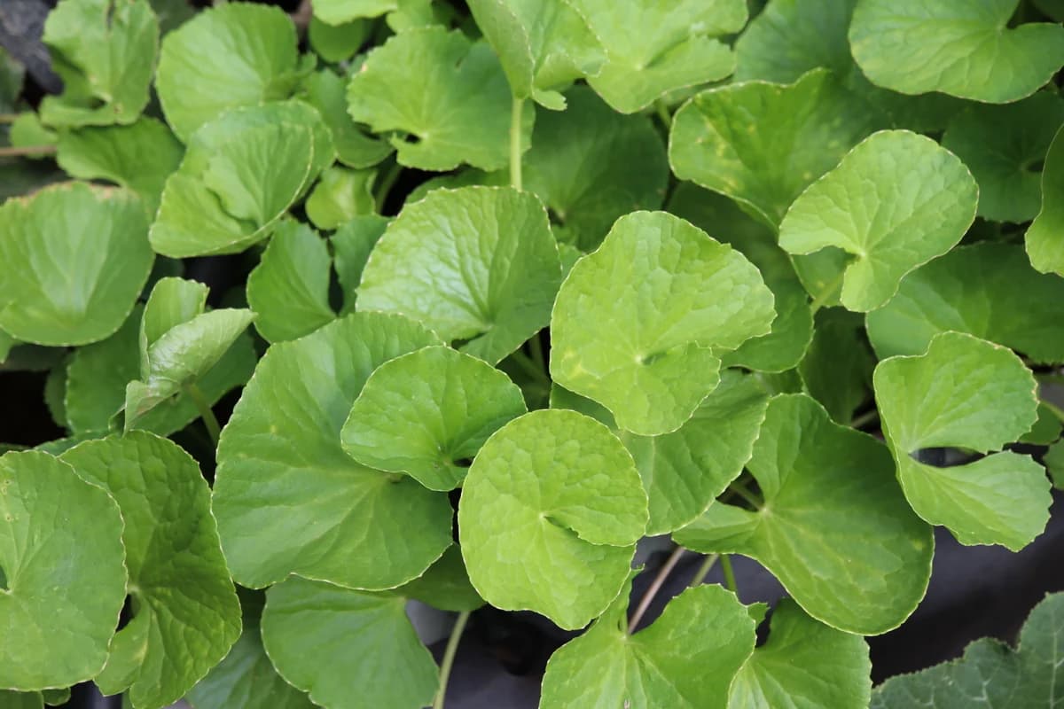 Close-up of Gotu Kola leaves with water droplets