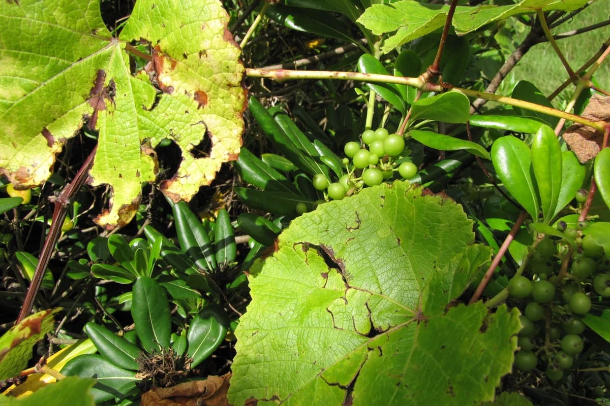 Grape image