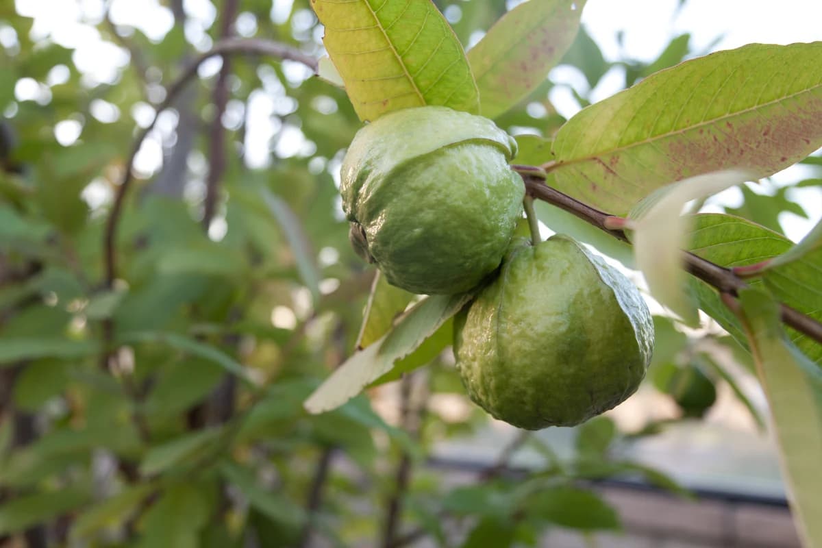 Guava image