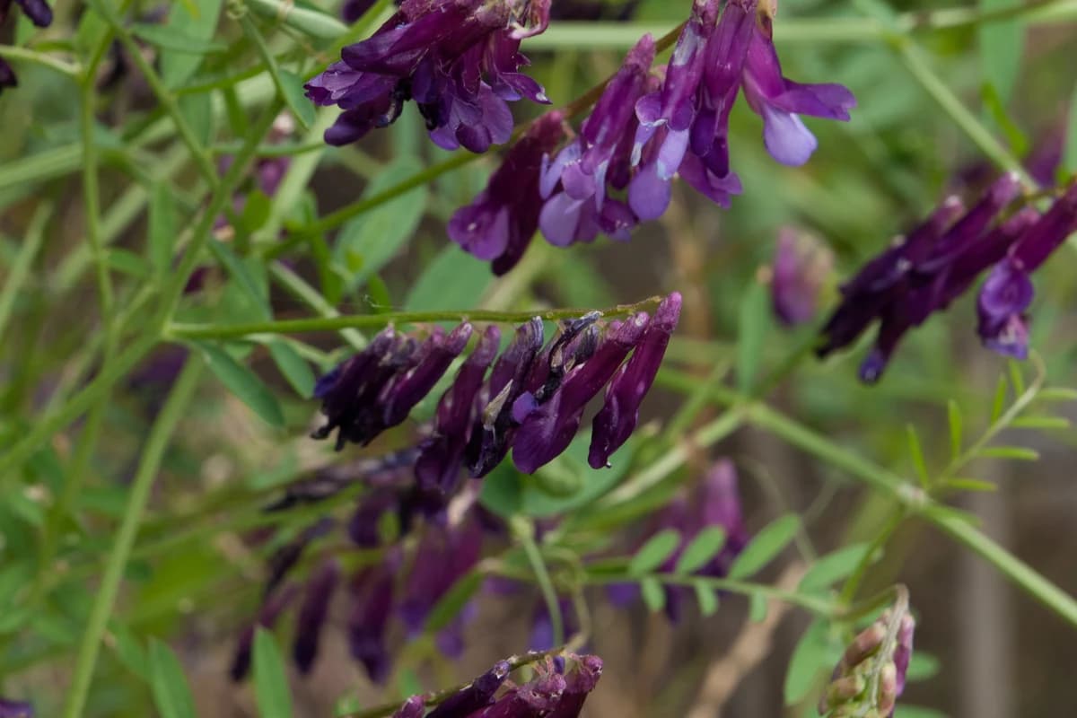 Hairy Vetch image