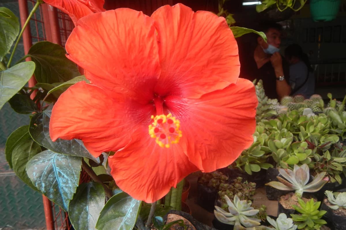 Hibiscus image