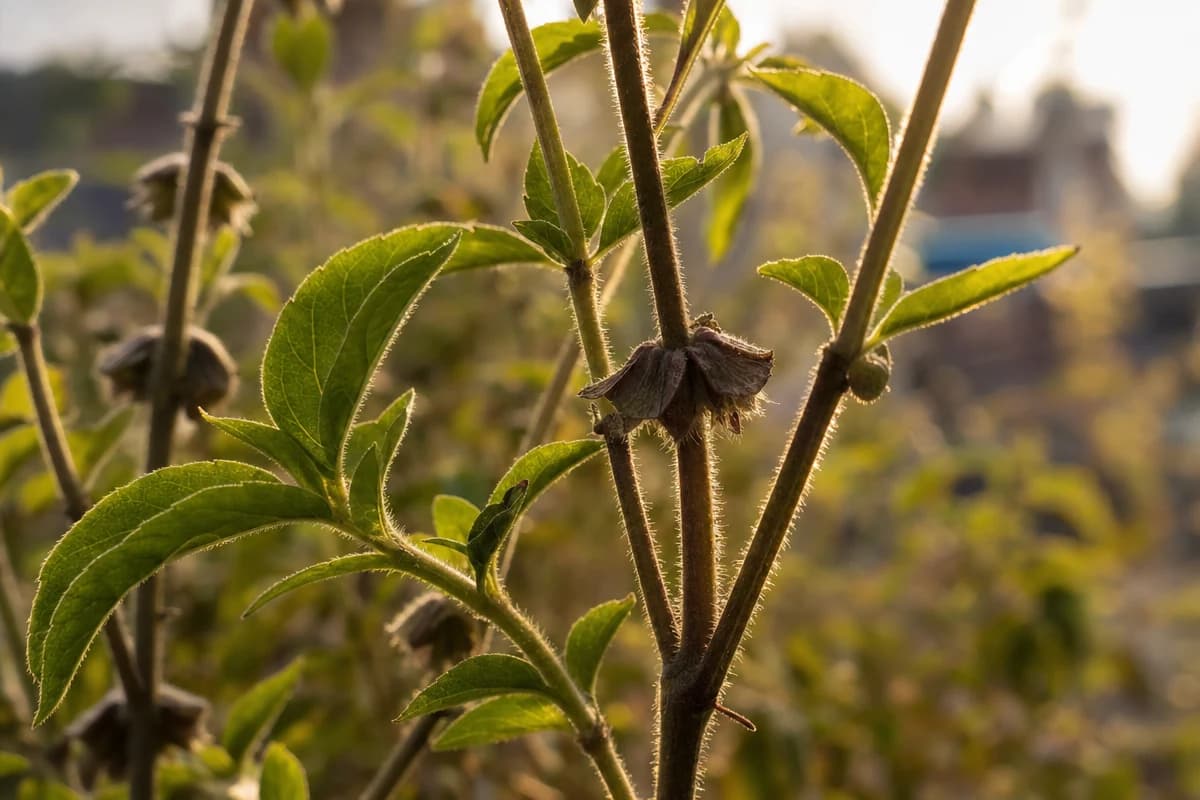 Holy Basil (Ocimum tenuiflorum) plant with purple flowers