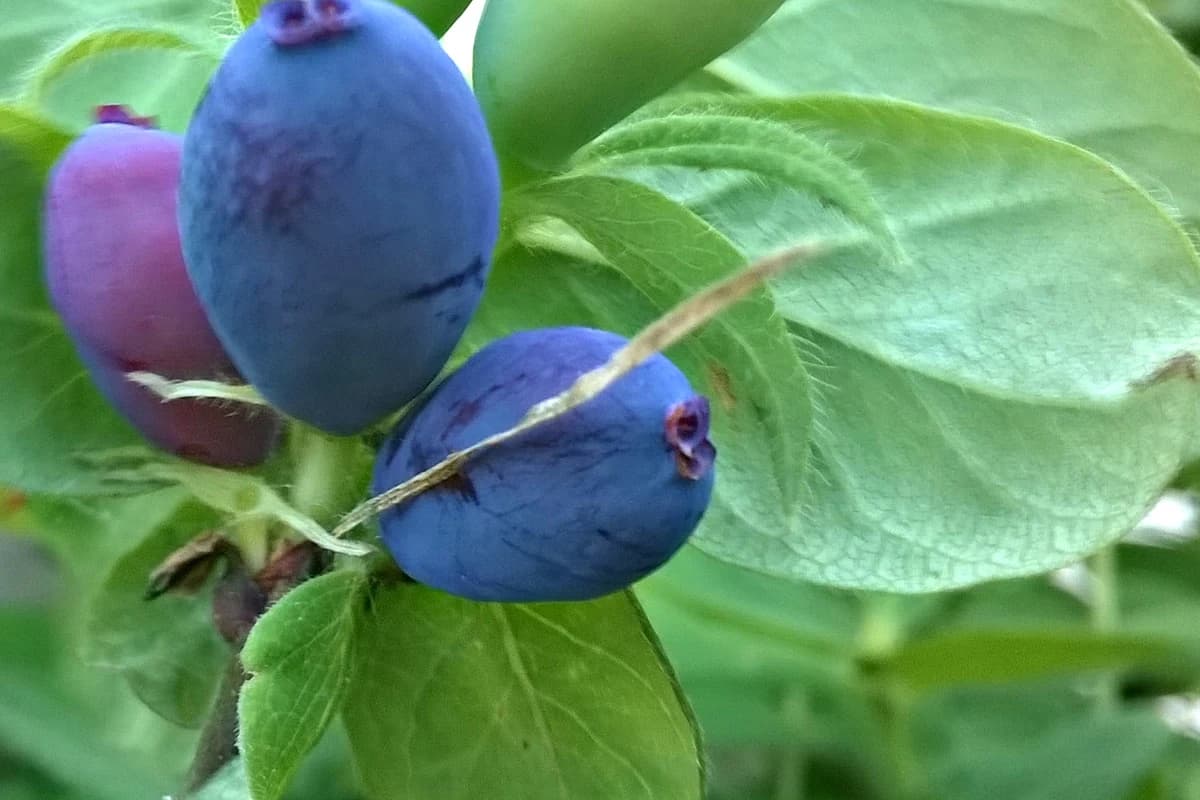 Honeyberry image