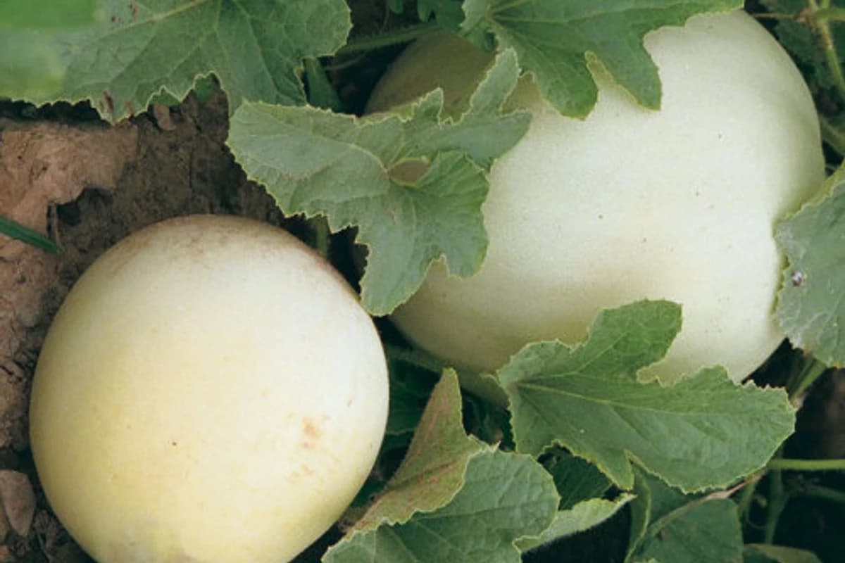 Honeydew image