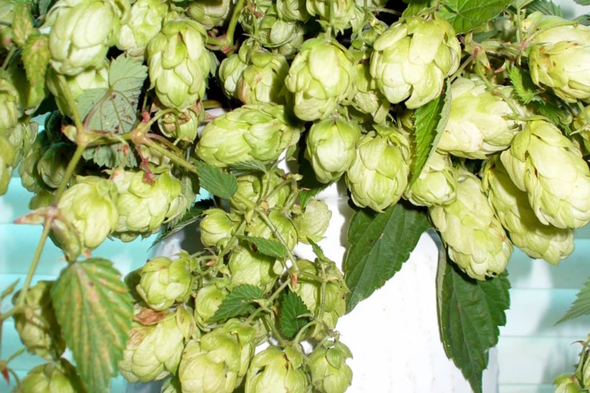 Hops image