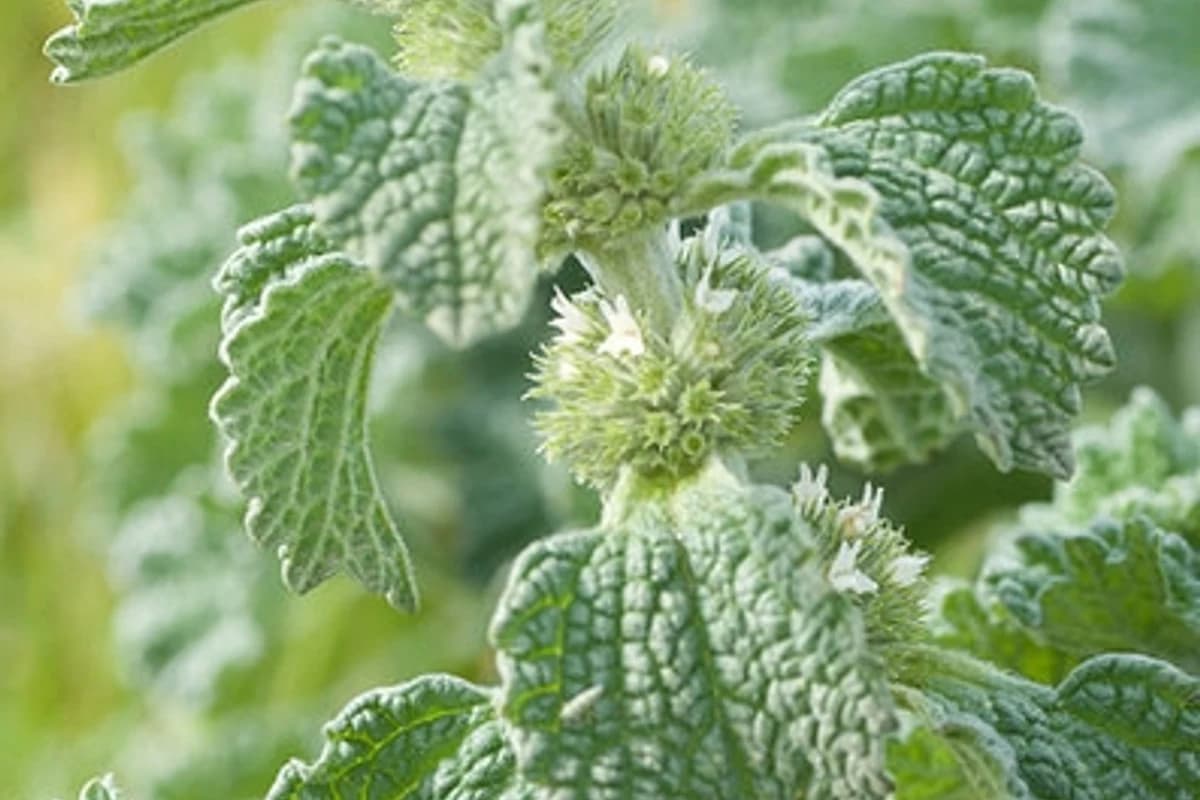 Horehound image