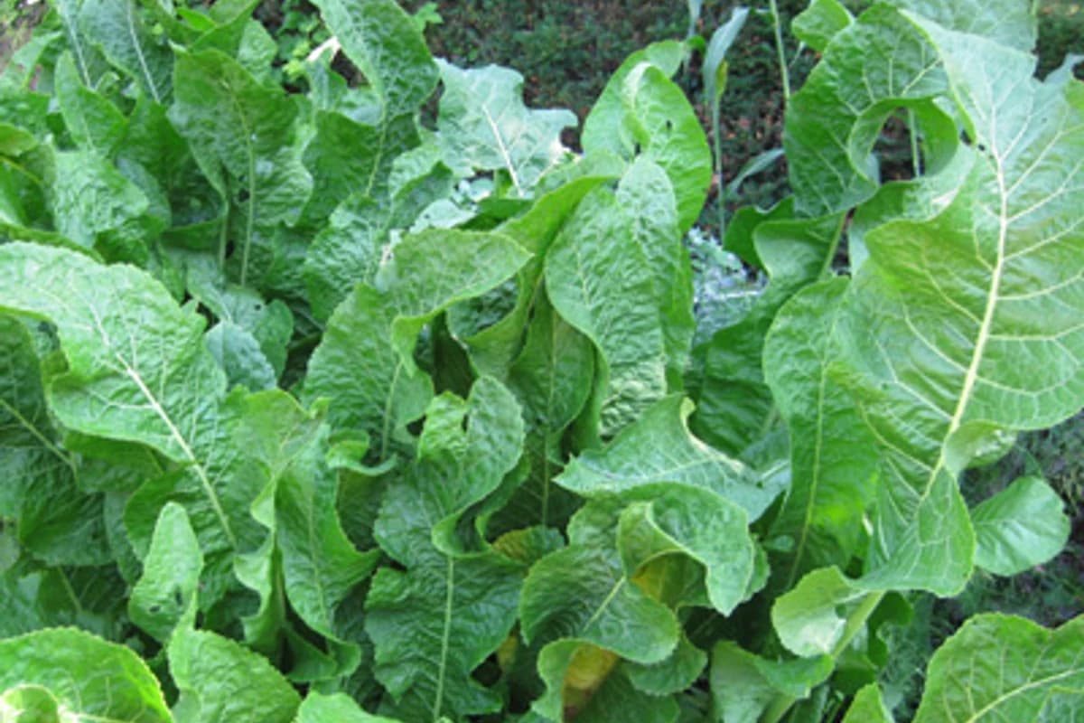 Horseradish plant with large green leaves