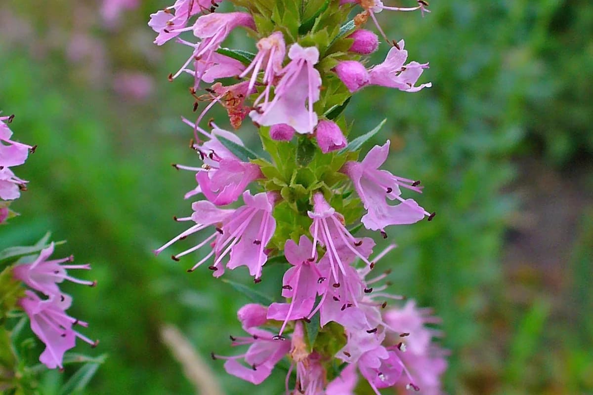 Hyssop image