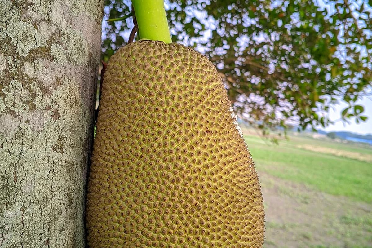 Jackfruit image