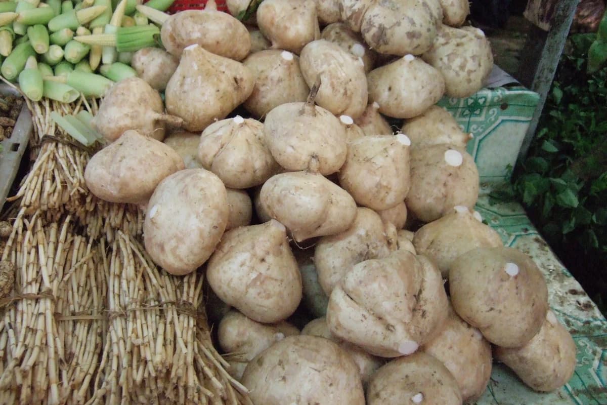 Jicama image