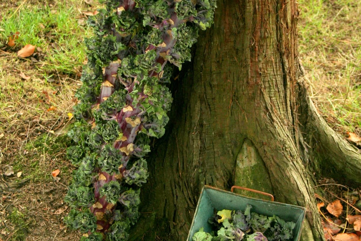 Kalettes (Flower Sprouts) on the stalk