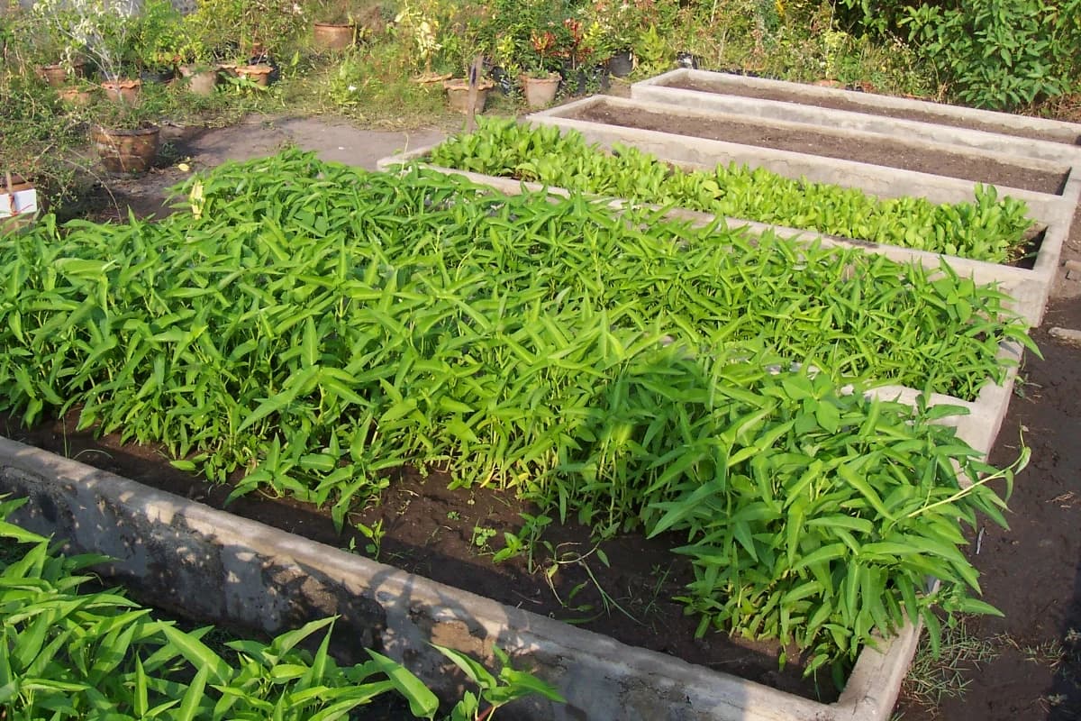 Kangkong (Aquatic Type) image