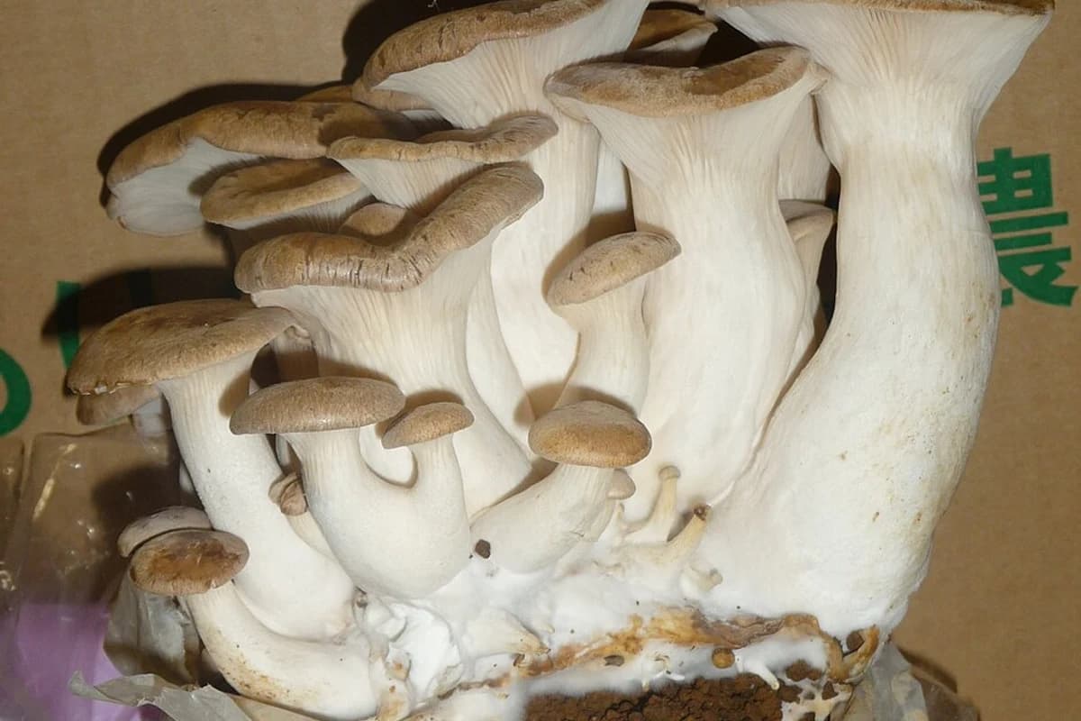 King Oyster mushrooms growing on a block