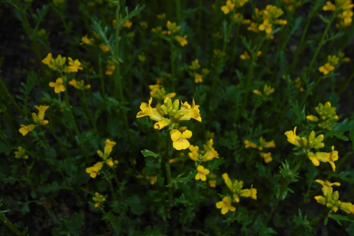 Land Cress image