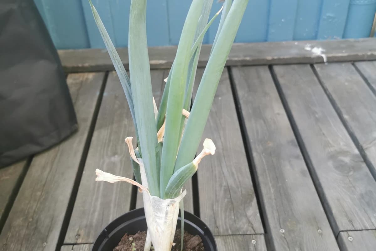 Leek image