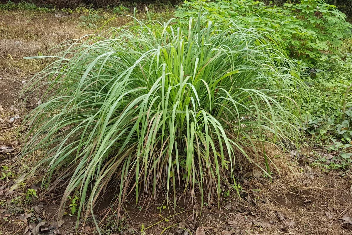 Lemongrass image