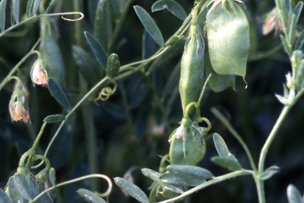 Lentil image