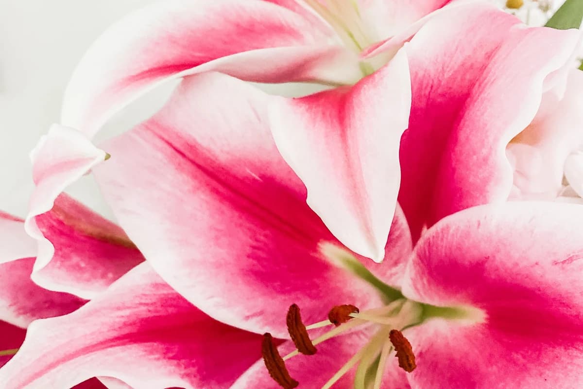Lily image