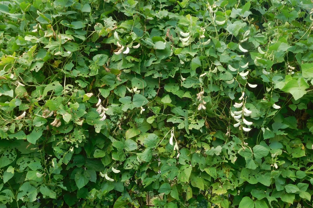 Lima Bean image