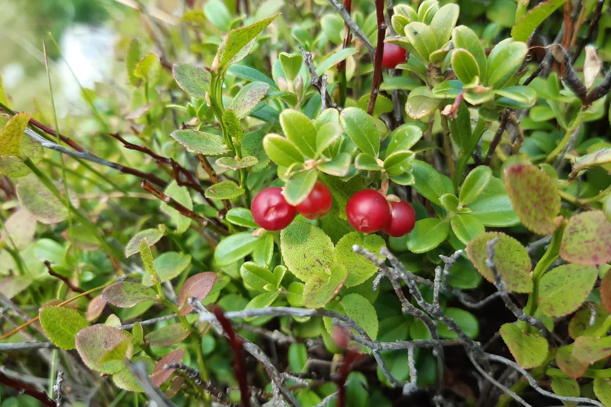 Lingonberry image