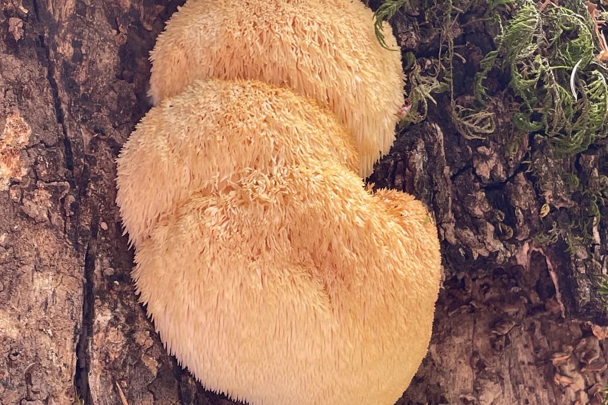 Imagen de alta calidad del cuerpo fructífero de un hongo melena de león.
