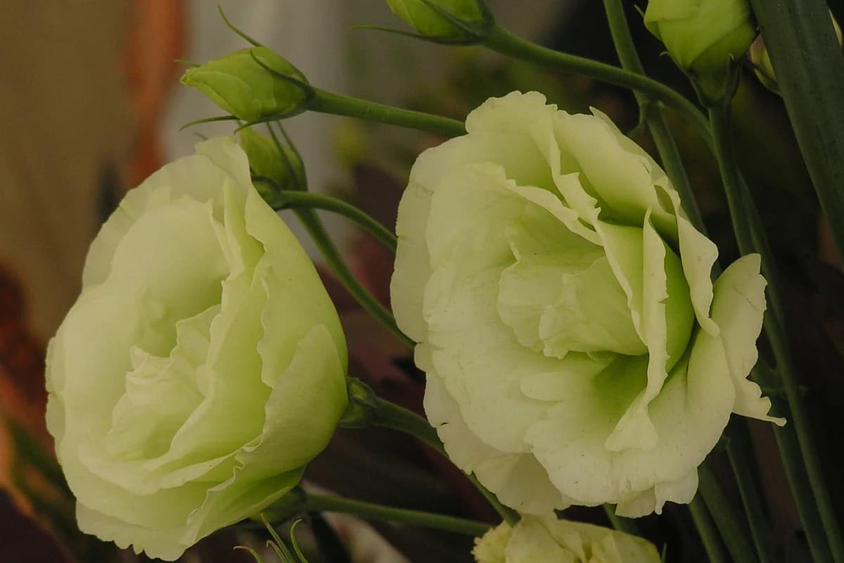 Lisianthus image
