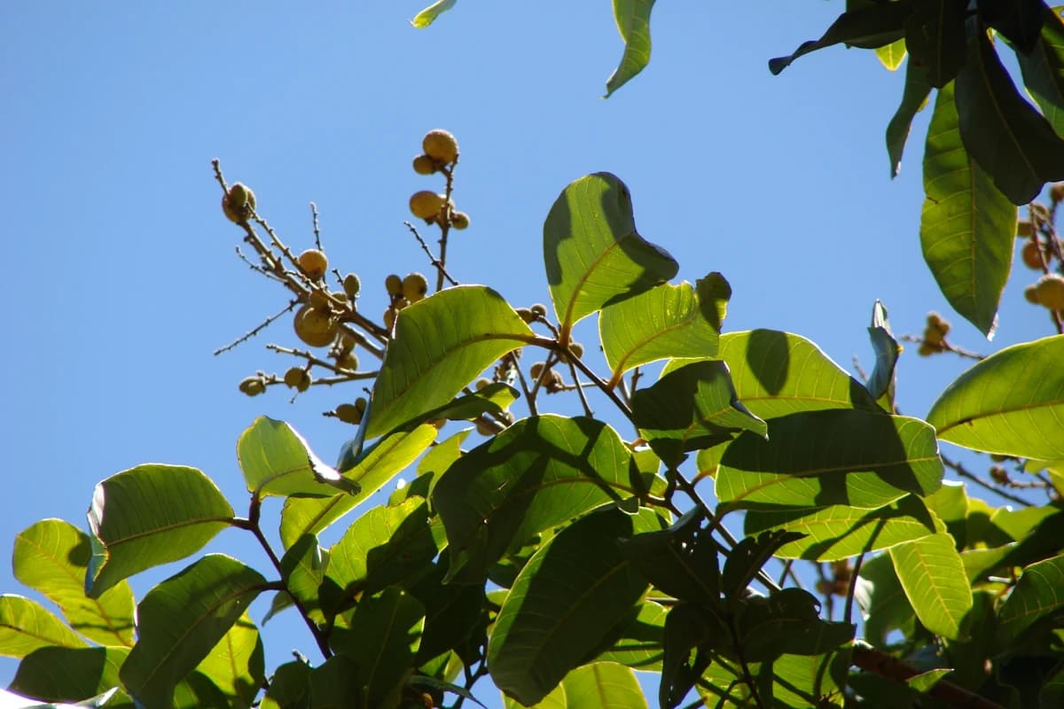 Longan image