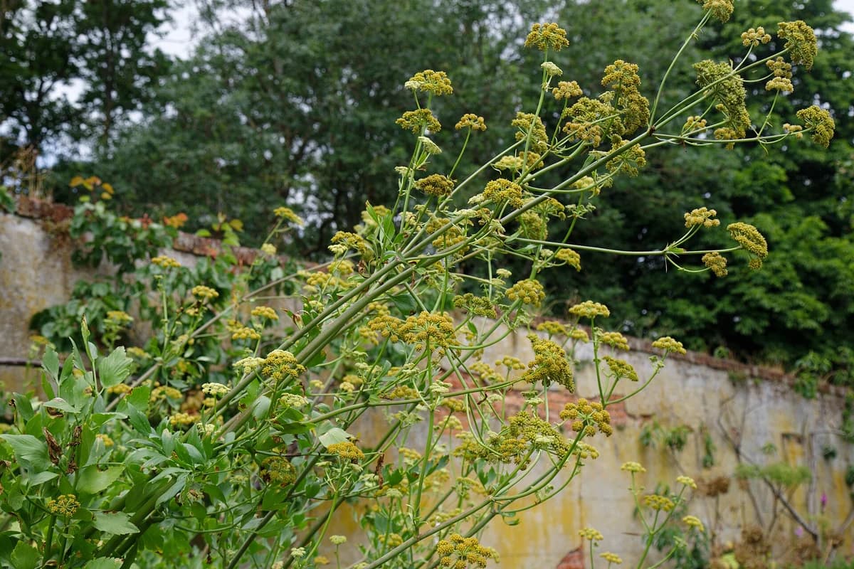 Lovage image