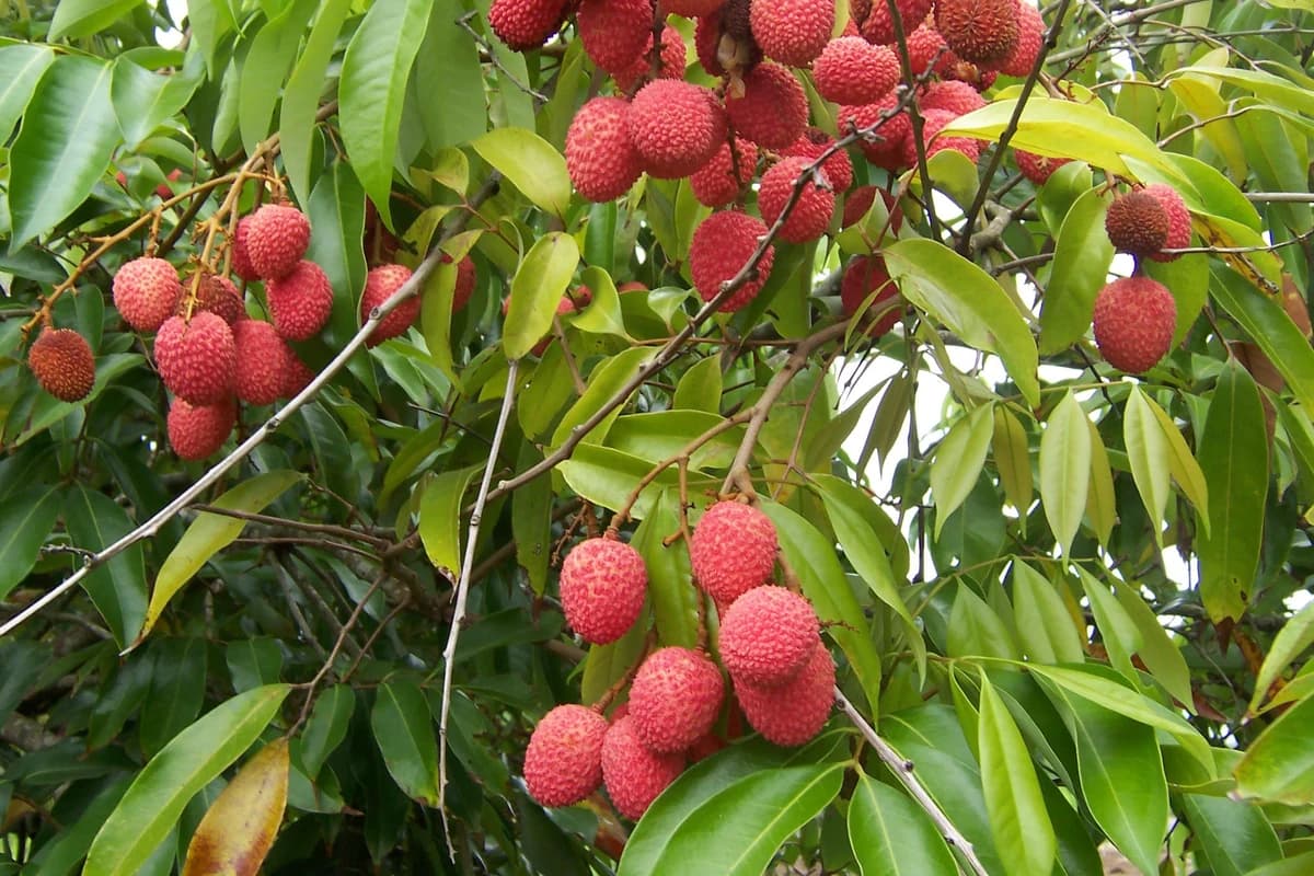 Lychee image