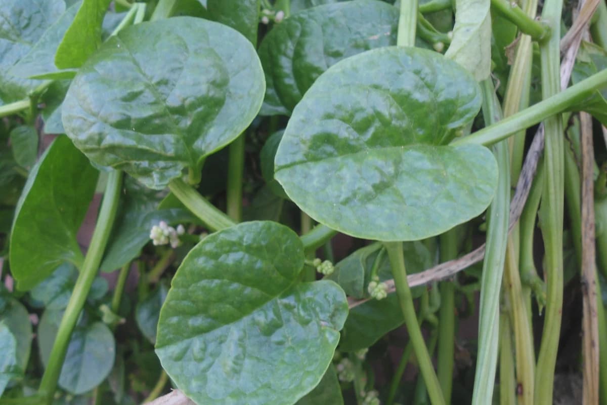 Malabar Spinach (Basella alba) plant.