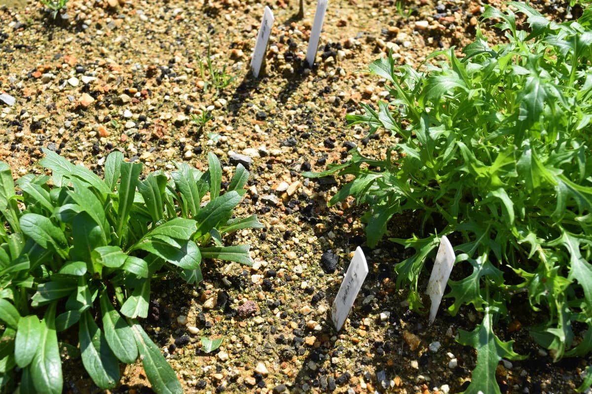 Mibuna leaves in a garden