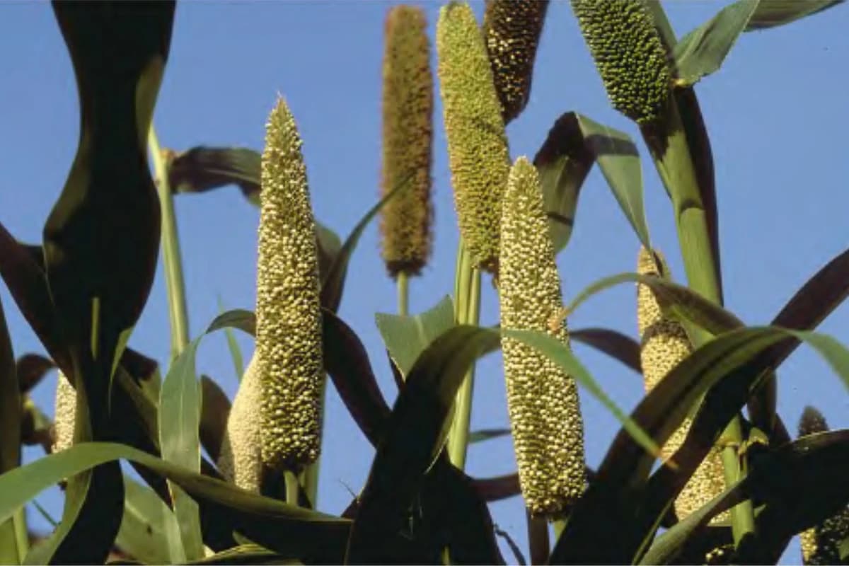 Millet image