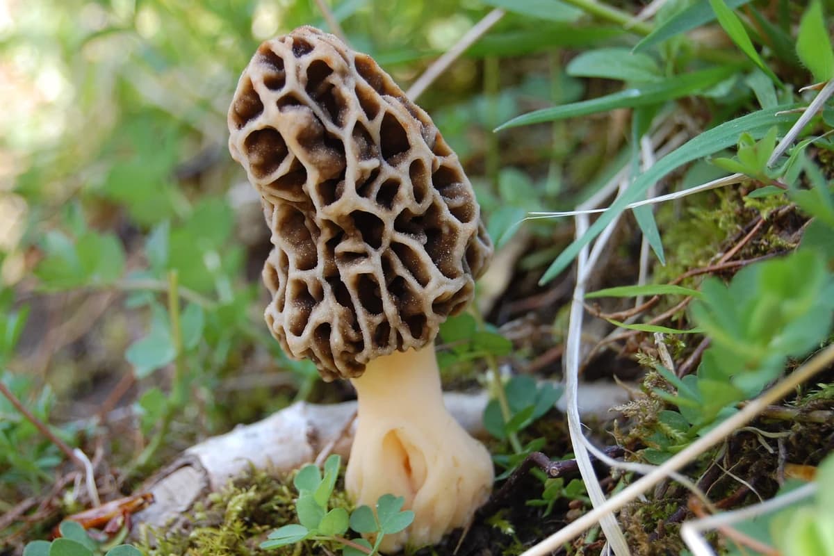 Morchella esculenta (Yellow Morel)