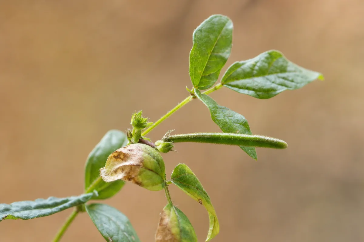 Mung Bean plant with pods