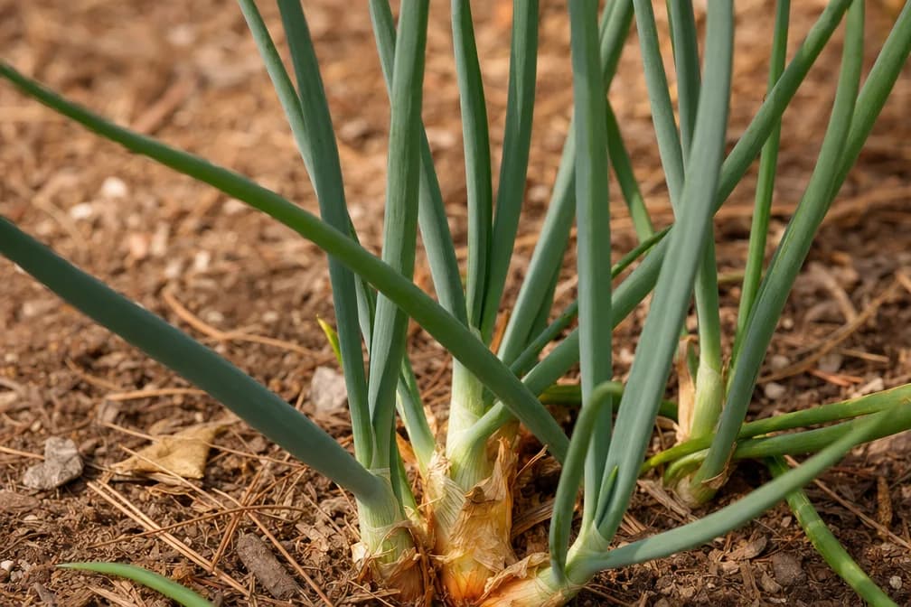 Onion image