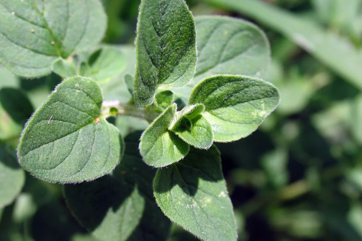 Oregano image