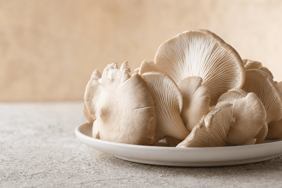 Cluster of Oyster Mushrooms (Pleurotus ostreatus)