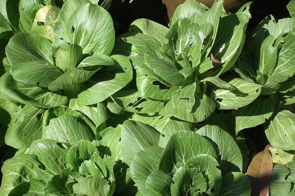 Pak Choi (Baby Bok Choy) image