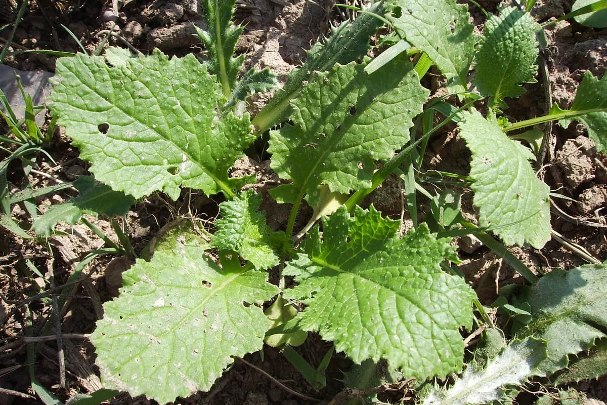 Freshly harvested Rapini (Broccoli Rabe) bunches