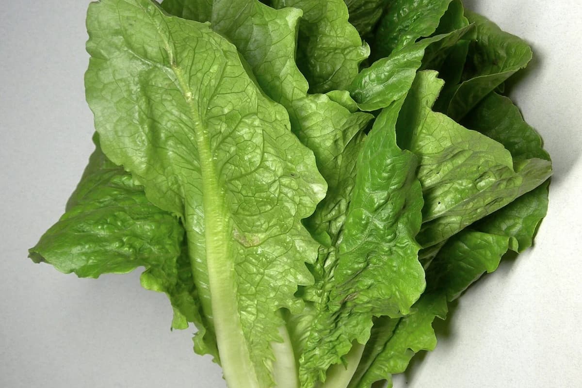 Lettuce (Romaine) image