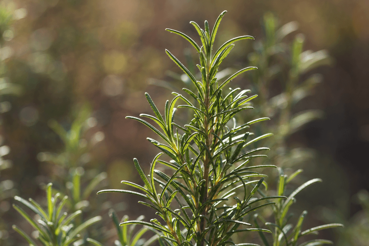 Rosemary image