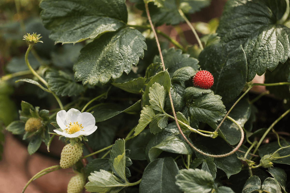 Strawberry image