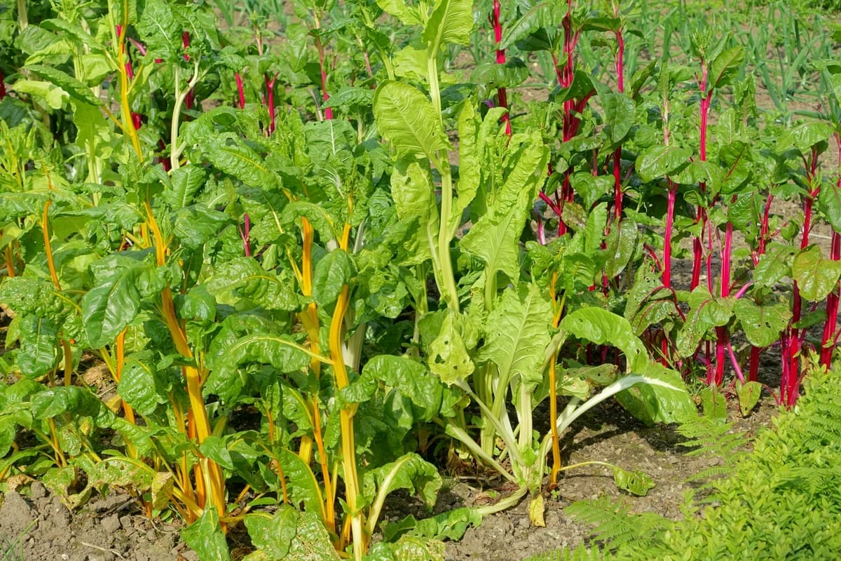 Swiss Chard growing in a hydroponic system.